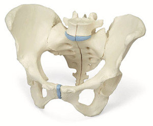 При переломе костей таза существует метод транспортировки