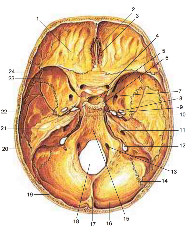 Мозговое основание черепа. Внутреннее основание черепа анатомия. Внутреннее основание черепа яремное отверстие. Внутреннее основание черепа круглое отверстие. Основание черепа изнутри анатомия.