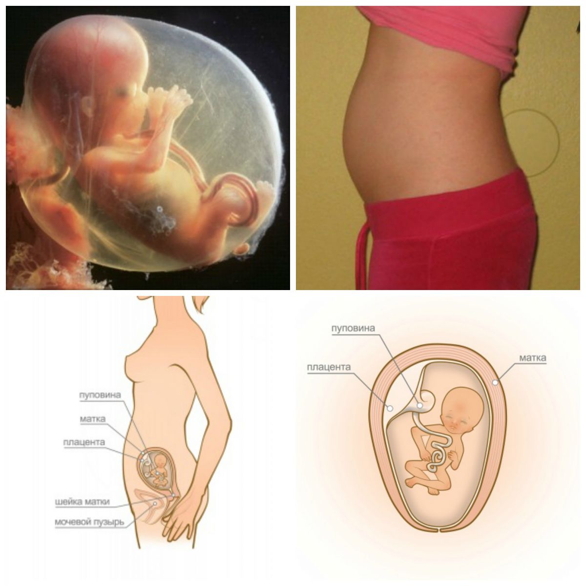 Недели беременности ру. Какого размера плод в 15 недель беременности. 15 Недель беременности размер плода. Малыш на 15 неделе беременности в утробе. 15 Недель как выглядит ребенок в животе.