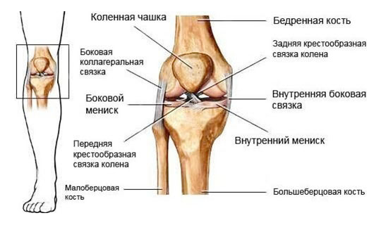 Лечебная физкультура после перелома в коленном суставе thumbnail