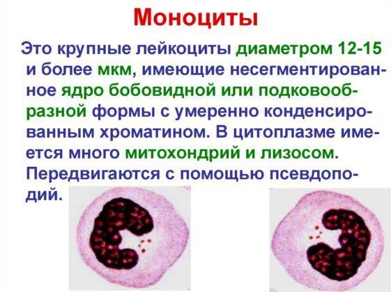 Моноциты