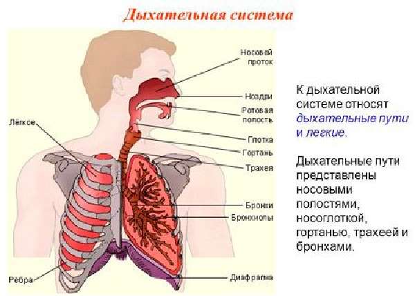Как отличить кашель от бронхита и пневмонии