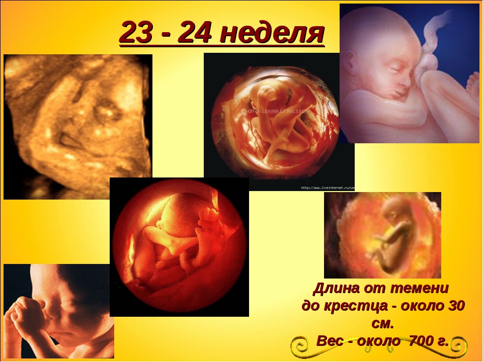 22 неделя развития. 23 Недели беременности пло. Эмбрион на 23 неделе беременности. Оебнок на 24 неделе беременности. 24 Недельбеоеменности.