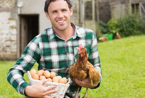 Польза и вред домашних куриных яиц