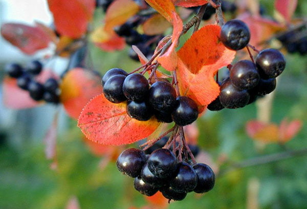 Сироп из черноплодки с вишневыми листьями польза и вред