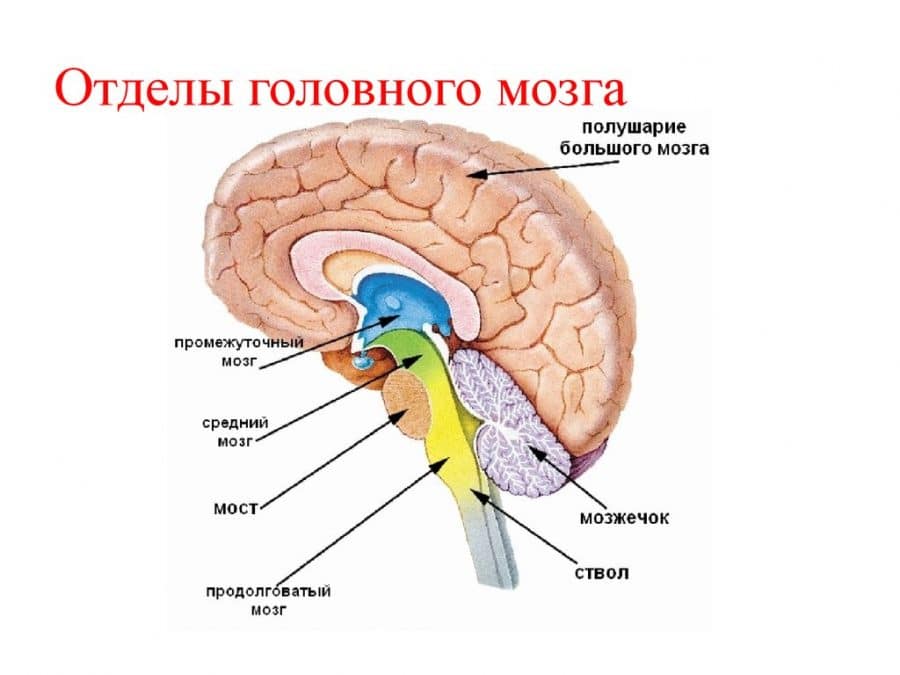 Задний отдел головного мозга функции